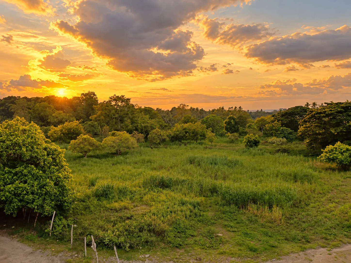 View from the Brownhouse rooftop in Bacong, Negros Oriental: green fields and trees at sunset